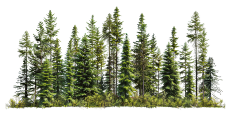Lush green coniferous forest with dense trees in natural setting isolated on transparent background