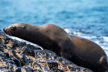 Fototapeta premium Young female sea lion on a rock, Iturup Island