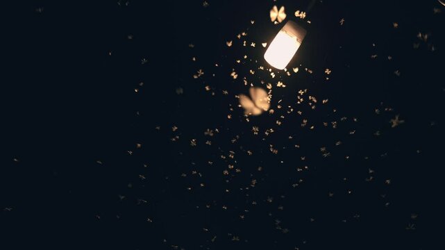 Moth flying towards the light