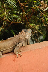 Iguana reptile tropical jungle wildlife