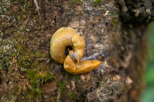 Banana Slugs Mating