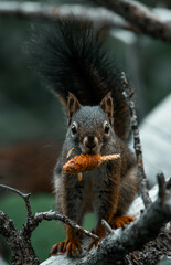 Squirrel startled while having a snack in Glacier National Park, Montana