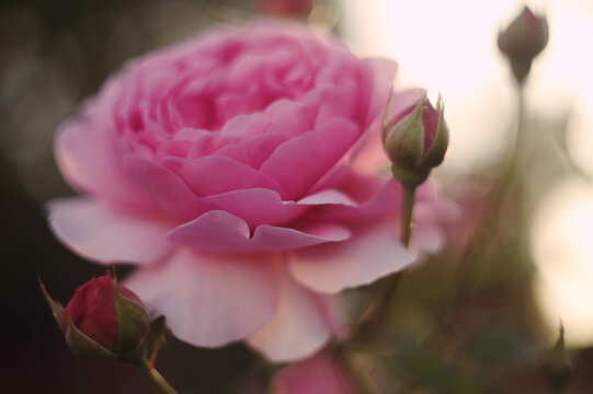 Rose flower sunset
