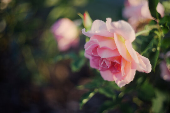 Rose flower