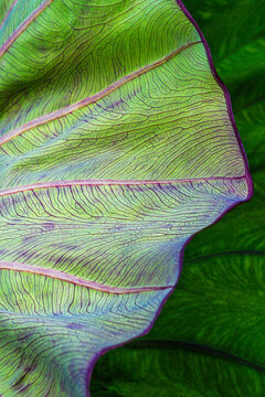 Colocasia Esculenta (Taro)