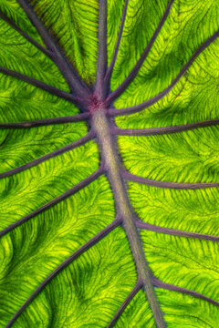Colocasia Esculenta (Taro)