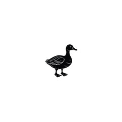 duck on white