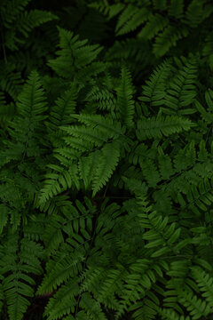 Patch of deep green ferns