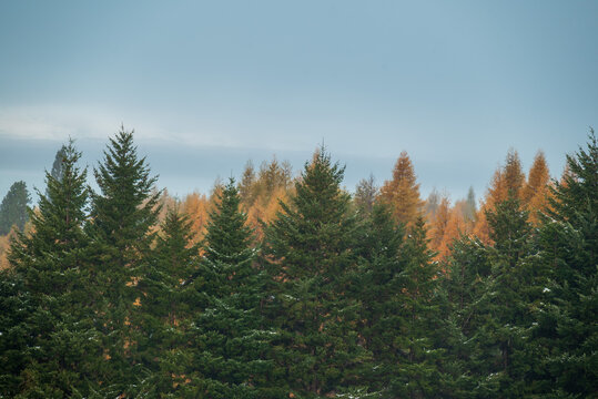 Green and orange fall col trees contrasting in a pastel coloured scene
