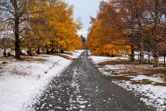 A country snow covered road with yellow autumn trees