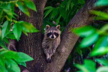 raccoon in a tree