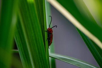 bug on grass