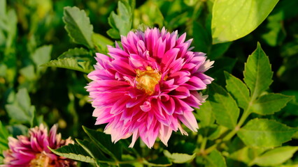 Obraz premium Dahlia flower head close-up on a blurred background