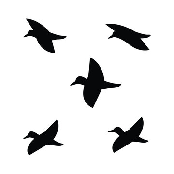 Unicque  bird  vector  desigen 275