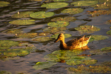 duck in the water