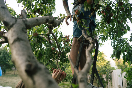 Harvesting peaches in a garden
