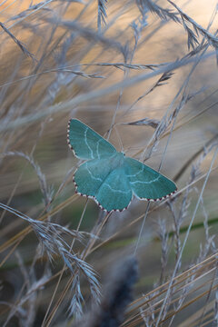 Sussex emerald (Thalera fimbrialis)