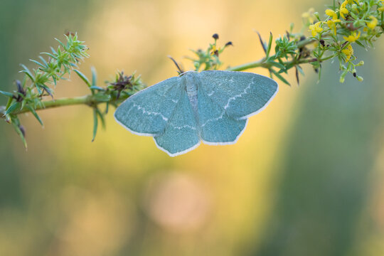 Common emerald (Hemithea aestivaria)