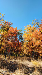 Fototapeta premium autumn in the forest