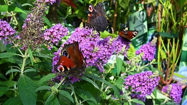 five specimens of the peacock butterfly (Aglais io) on purple summer lilac (Buddleja Davidii)