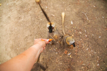 Common brown lemur (Eulemur fulvus) with orange eyes.