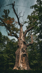 Maxim Zalizniak Oak, ancient tree in Ukraine