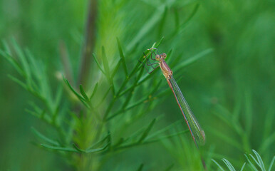 Brown dragonfly perched on a twig of grass.