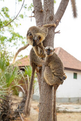 Common brown lemur (Eulemur fulvus) with orange eyes.
