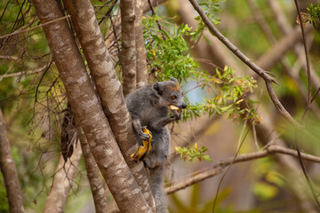 Fototapeta premium Crowned lemur in forest Madagascar nature.
