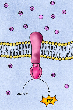 Illustration of ATP Synthase (ATP formation mechanism)