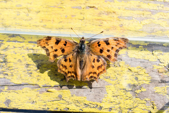 European Comma (Polygonia c-album)