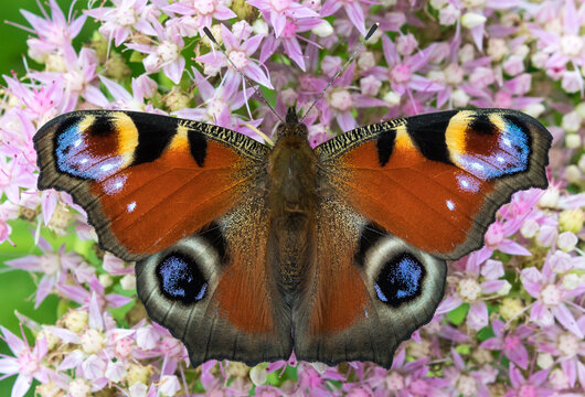 European peacock (Aglais io)