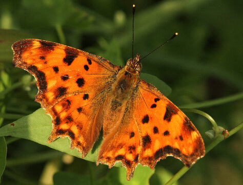 European Comma (Polygonia c-album)