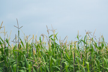 Detail of a cornfield ready to be harvested, with a cloudy sky in the background.