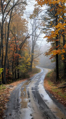 Obraz premium autumn in the forest