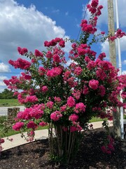 pink flowers in a garden