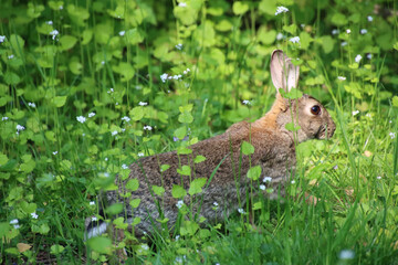 wild rabbit between blades of grass, wild rabbit in the meadow between wild flowers, wild rabbit in the sunshine