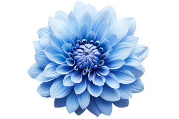 Obraz premium blue chrysanthemum isolated on clear white and transparent background