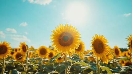 Obraz premium Sunflower field with blue sky and cloudy backdrop