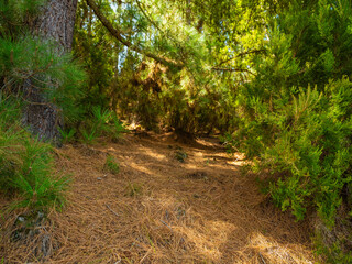 pine, green forest, lit by the golden sun, island of Tenerife against blue sky