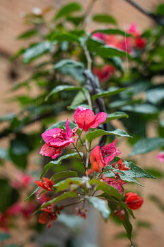 Bougainvillea flower and rain