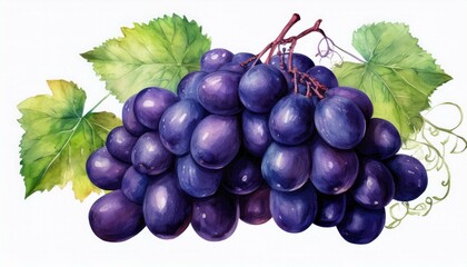 Fototapeta premium Black grape bunch watercolor image. Realistic ripe organic purple grape heap. Delicious dark violet sweet juicy fruit illustration. Black grape berries group with green leaves. Tasty ripe fruit.