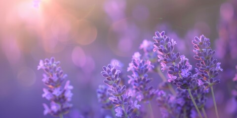 Obraz premium Soft focus on lavender blooms in the garden