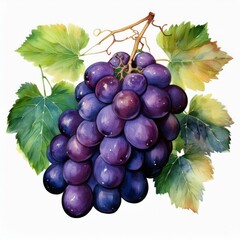 Fototapeta premium Black grape bunch watercolor image. Realistic ripe organic purple grape heap. Delicious dark violet sweet juicy fruit illustration. Black grape berries group with green leaves. Tasty ripe fruit.