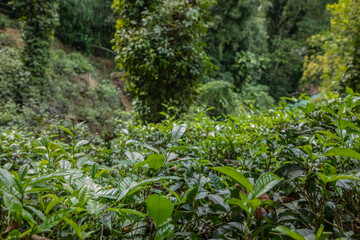 Fototapeta premium high mountain tea plantation in Sri Lanka