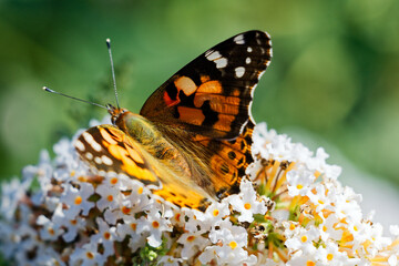 butterfly on flower