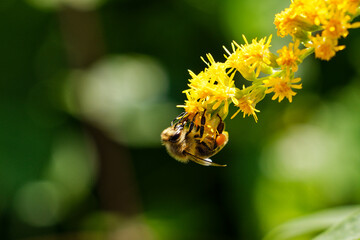 bee on flower