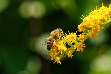 bee on a flower