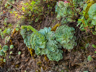 Close-up of Aeonium Succulent plant.
