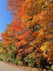 Fall Trees